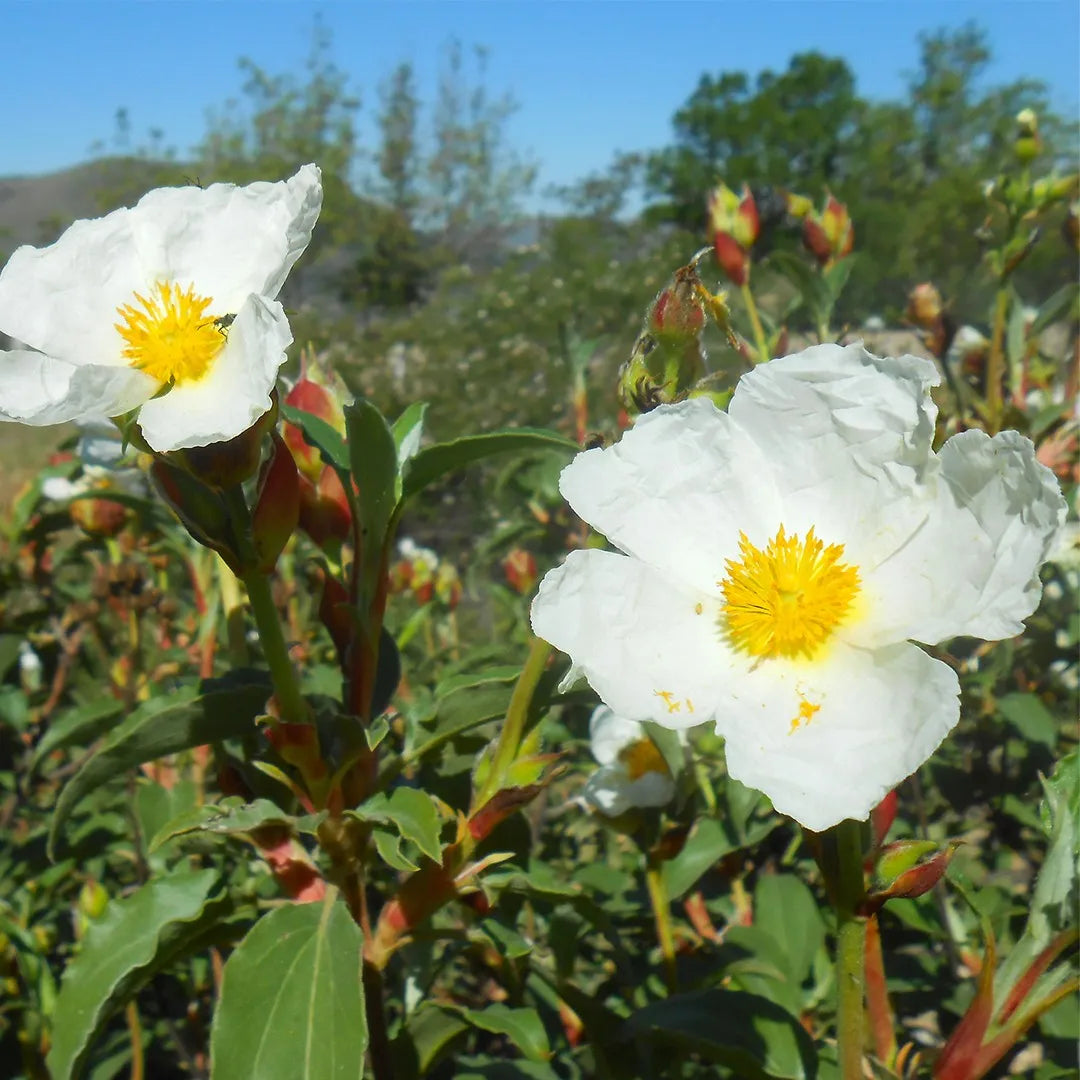 Creticus Flower seeds for Planting - Long Bloom Season, Heirloom & GMO Free Seeds for Home Garden
 
 Sale for planting in home garden