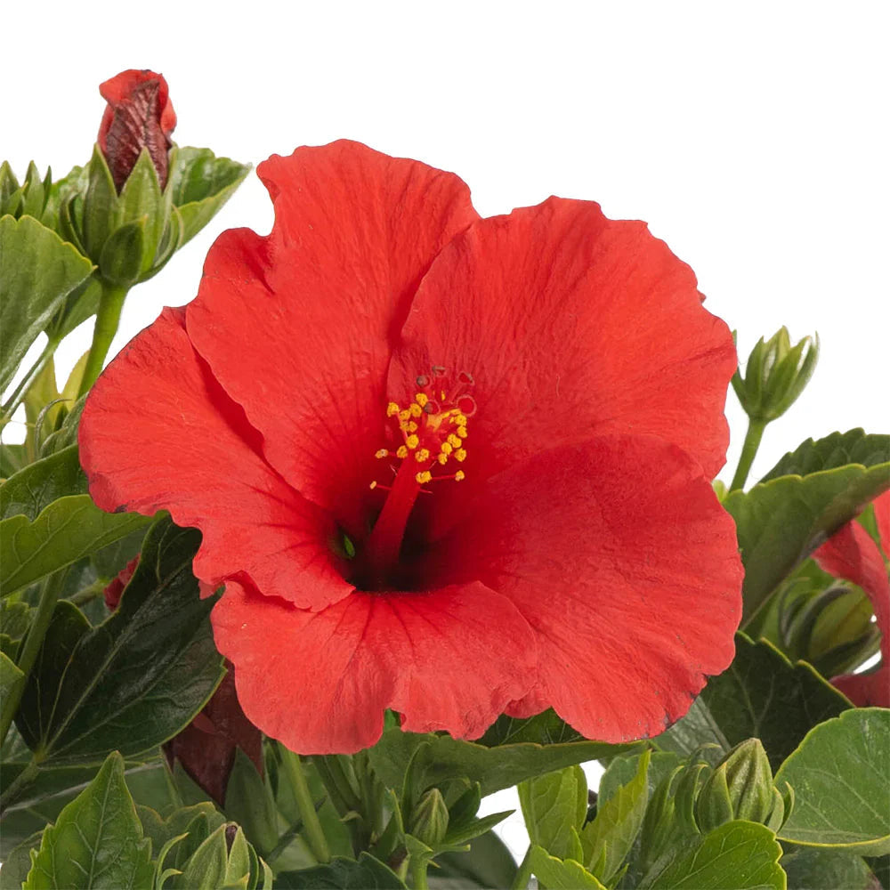 Hibiscus Flower seeds for Planting Pollinator Friendly Heirloom & GMO Free Seeds for Home Garden 
 
 Sale seeds for home garden planting
