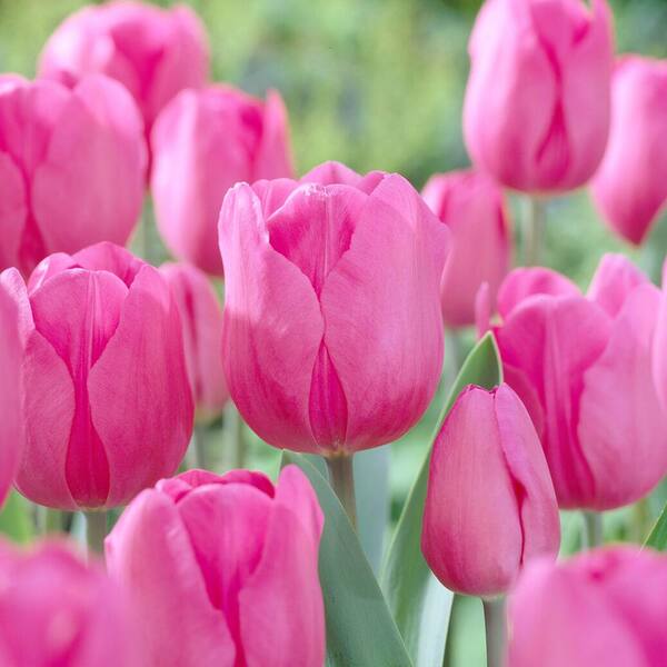 Pink Tulip Flower seeds for Planting Vibrant Colors Heirloom & GMO Free Seeds for Home Garden 
 
 Sale seeds for home garden planting