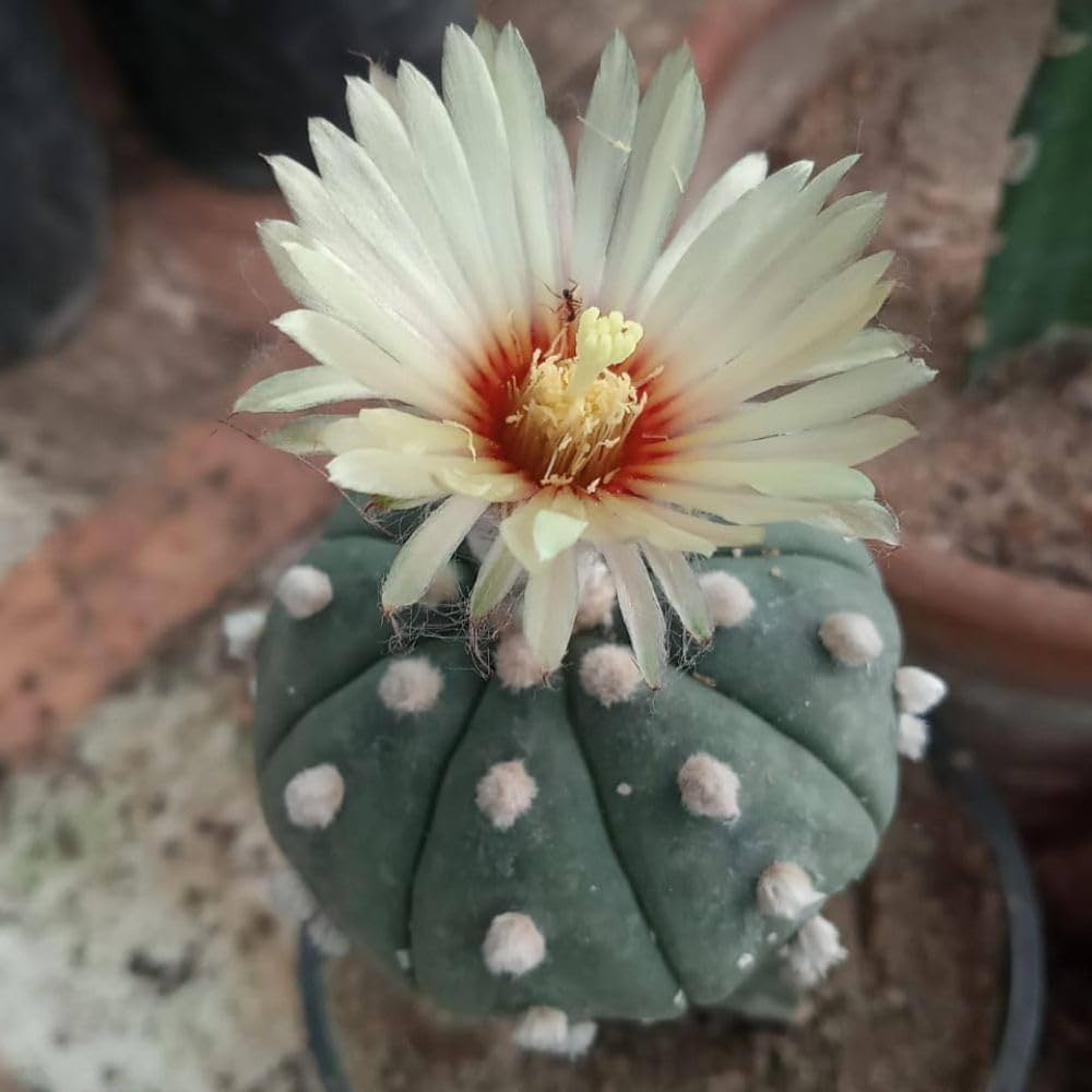 Astrophytum Flower seeds for Planting Fragrant Blossoms Heirloom & GMO Free Seeds for Home Garden 
 
 Sale seeds for home garden planting