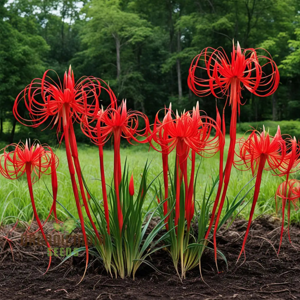Lycoris Flower seeds for Planting - Hardy Variety, Heirloom & GMO Free Seeds for Home Garden
 
 Sale seeds for home garden