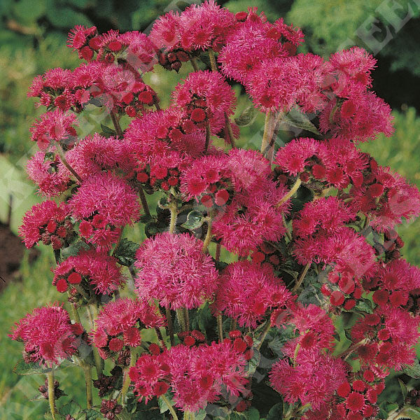 Red Ageratum Flower seeds for Planting Seasonal Bloomer Heirloom & GMO Free Seeds for Home Garden 
 
 Sale seeds for home garden planting