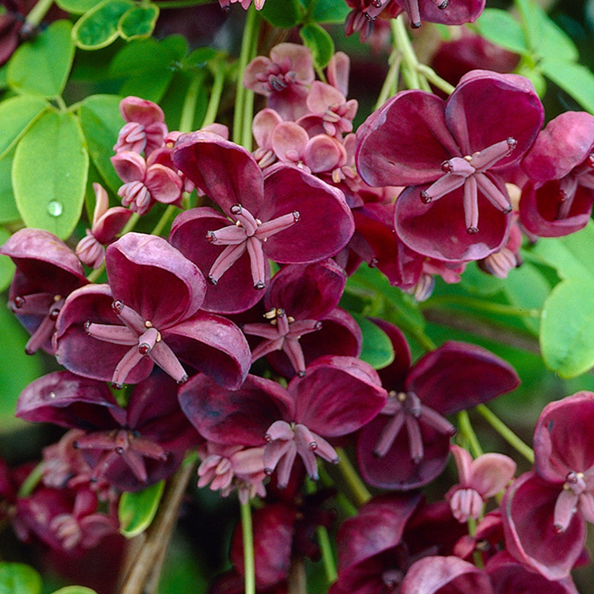 Chocolate Clematis Flower seeds for Planting - Perfect for Borders, Heirloom & GMO Free Seeds for Home Garden
 
 Sale seeds for planting in home garden