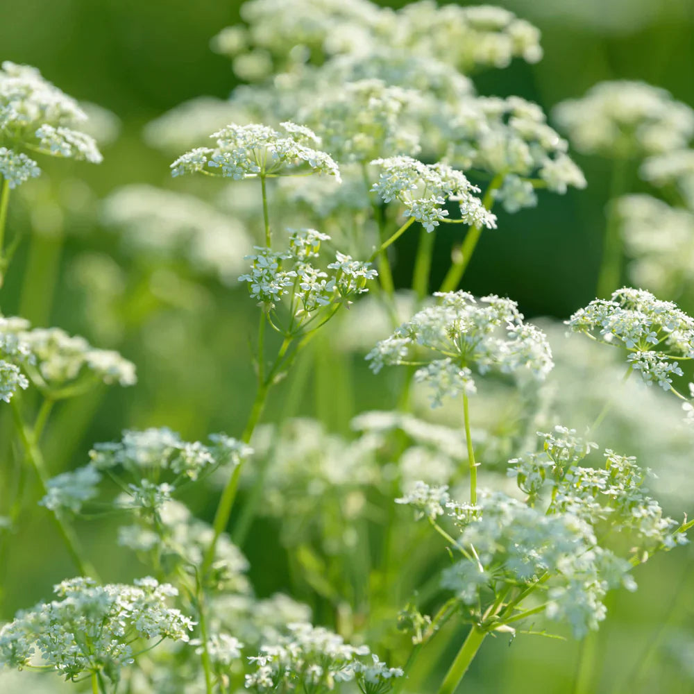 Caraway Flower seeds for Planting Garden Favorite Heirloom & GMO Free Seeds for Home Garden 
 
 Sale for planting in home garden