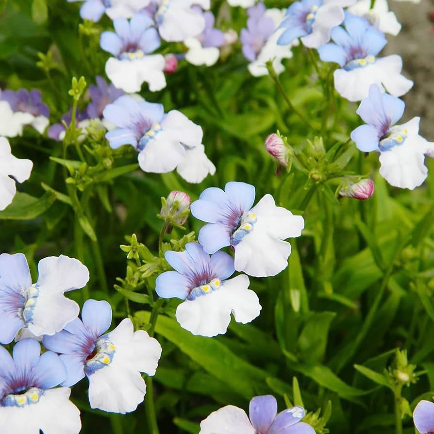 Nemesia Strumosa Flower seeds for Planting Cottage Garden Essential Heirloom & GMO Free Seeds for Home Garden 
 
 Sale for planting in home garden