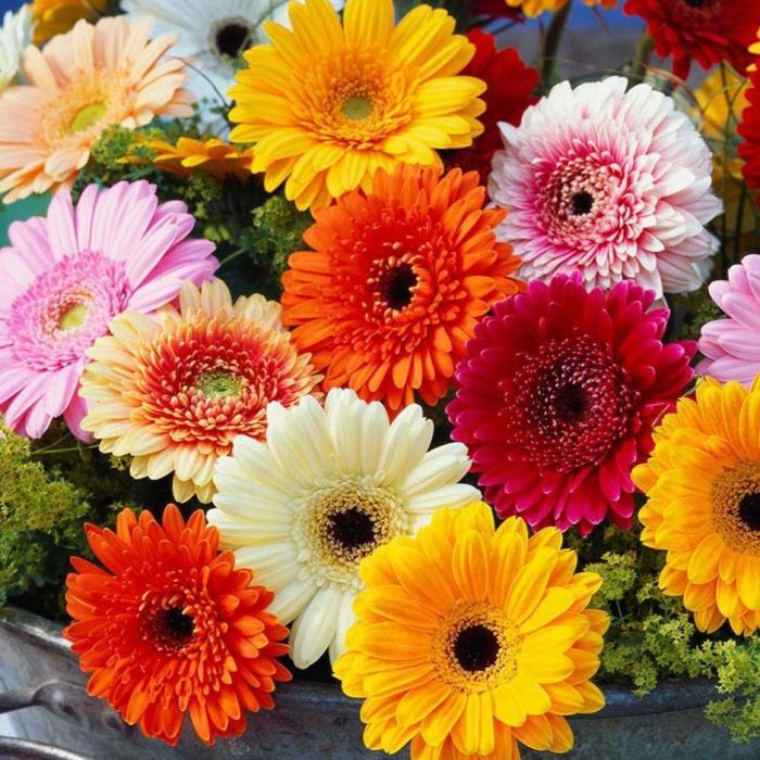 Gerbera Flower seeds for Planting Fragrant Blossoms Heirloom & GMO Free Seeds for Home Garden 
 
 Sale seeds for home garden planting