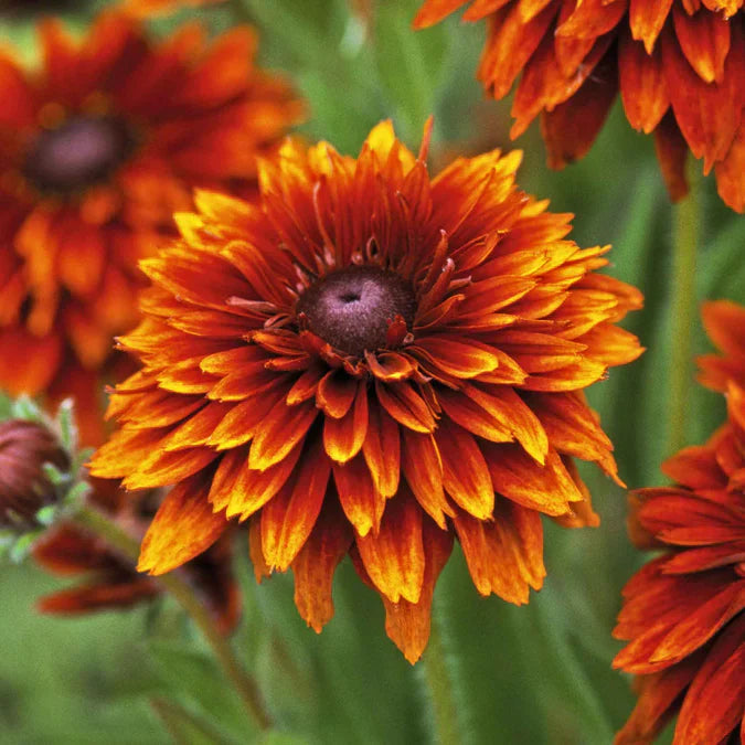 Orange Cherokee Flower seeds for Planting - Premium Quality, Heirloom & GMO Free Seeds for Home Garden
 
 Sale seeds for planting in home garden