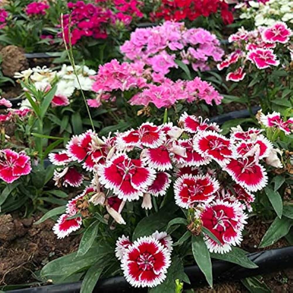 Dianthus Flower seeds for Planting Colorful Display Heirloom & GMO Free Seeds for Home Garden 
 
 Sale for planting in home garden