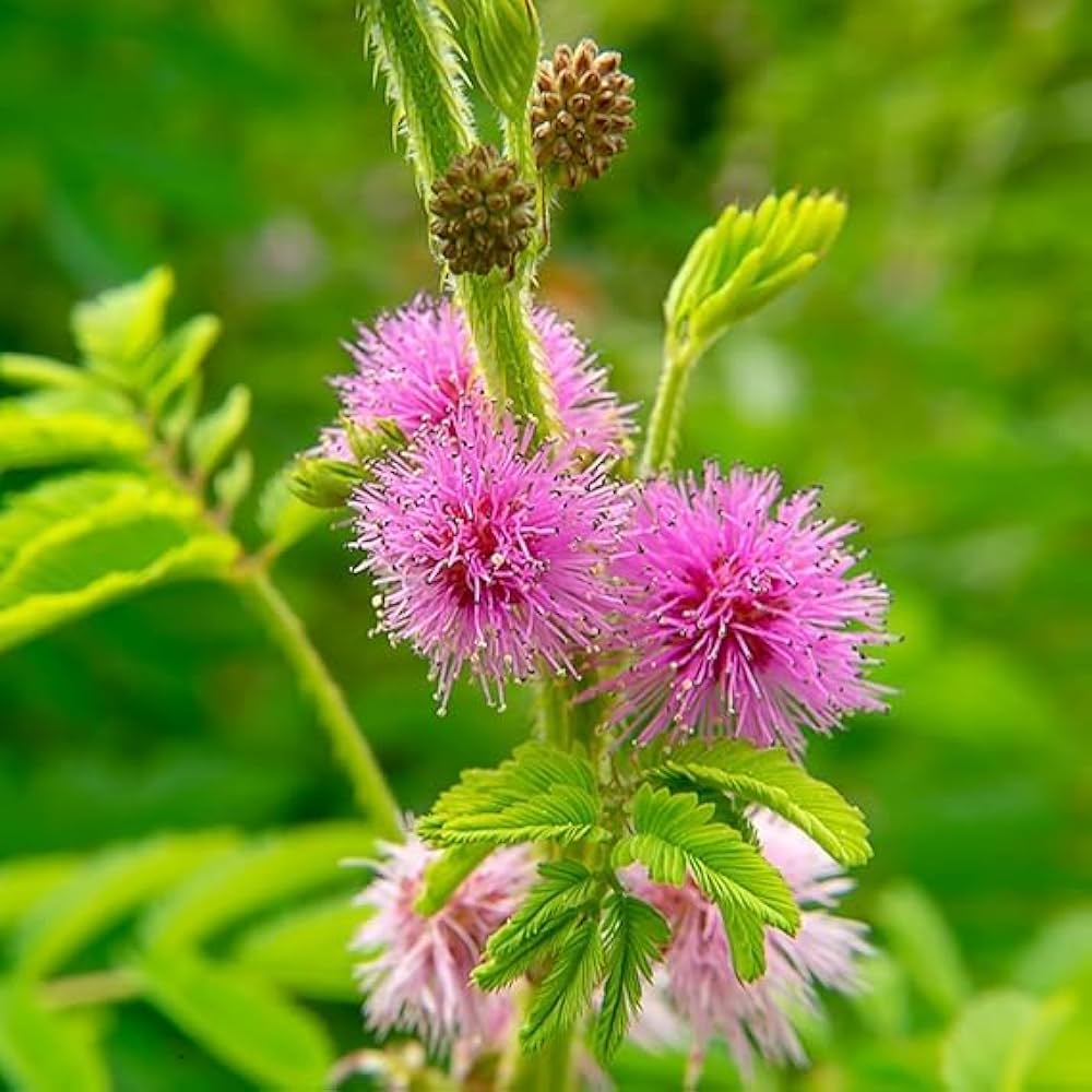 Mimosa Pudica, Touch me not, Lajalu, Sensitive Plant seeds for Planting - Cut Flower Favorite, Heirloom & GMO Free Seeds for Home Garden
 
 Sale seeds for planting in home garden
