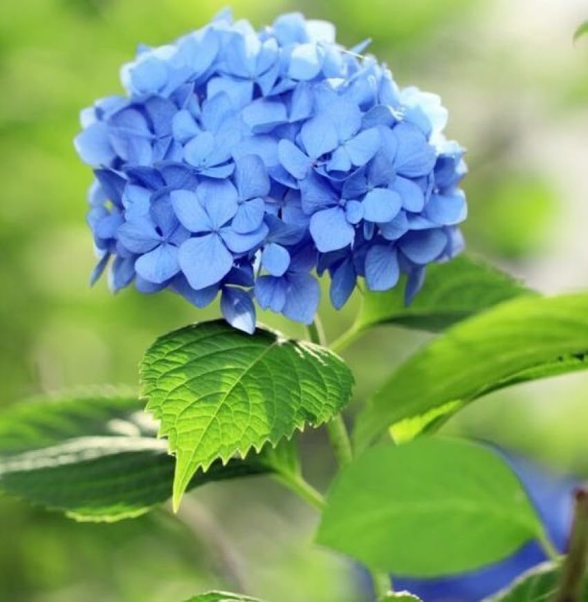 Blue Hydrangea Flower seeds for Planting - Compact Growth, Heirloom & GMO Free Seeds for Home Garden
 
 Sale for planting in home garden