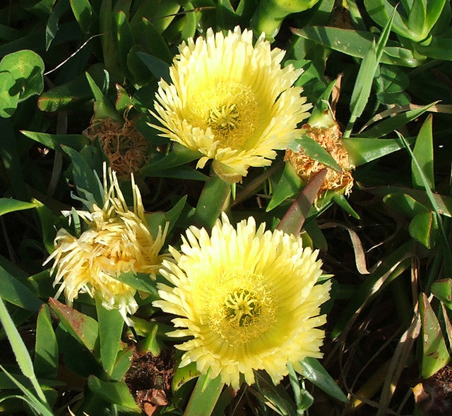 Carpobrotus Flower seeds for Planting Drought Tolerant Heirloom & GMO Free Seeds for Home Garden 
 
 Sale seeds for home garden planting