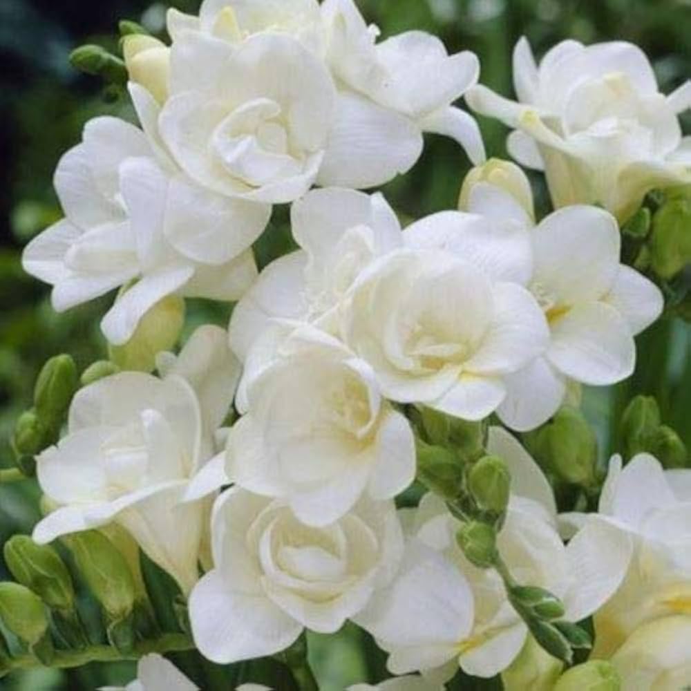 Freesia Flower seeds for Planting Cut Flower Favorite Heirloom & GMO Free Seeds for Home Garden 
 
 Sale seeds for home garden planting