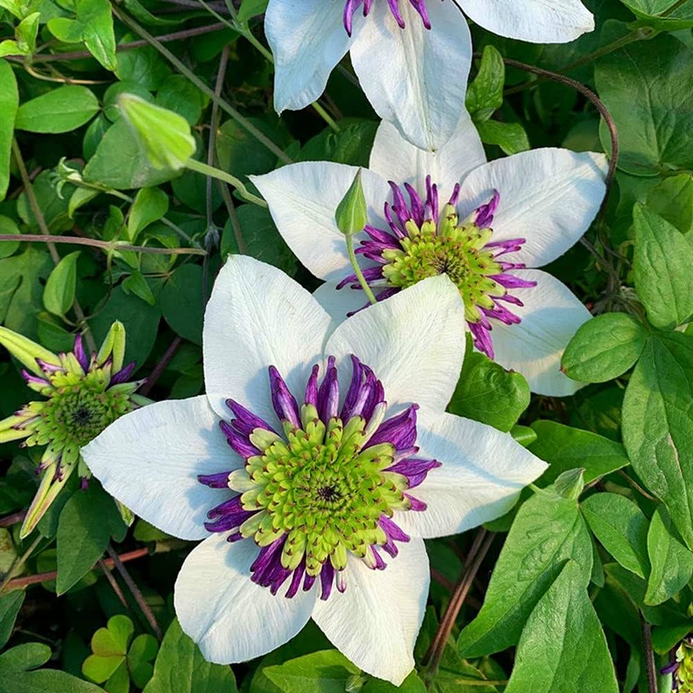 White Purple Clematis Flower seeds for Planting Premium Quality Heirloom & GMO Free Seeds for Home Garden
 
 Sale seeds for home garden planting