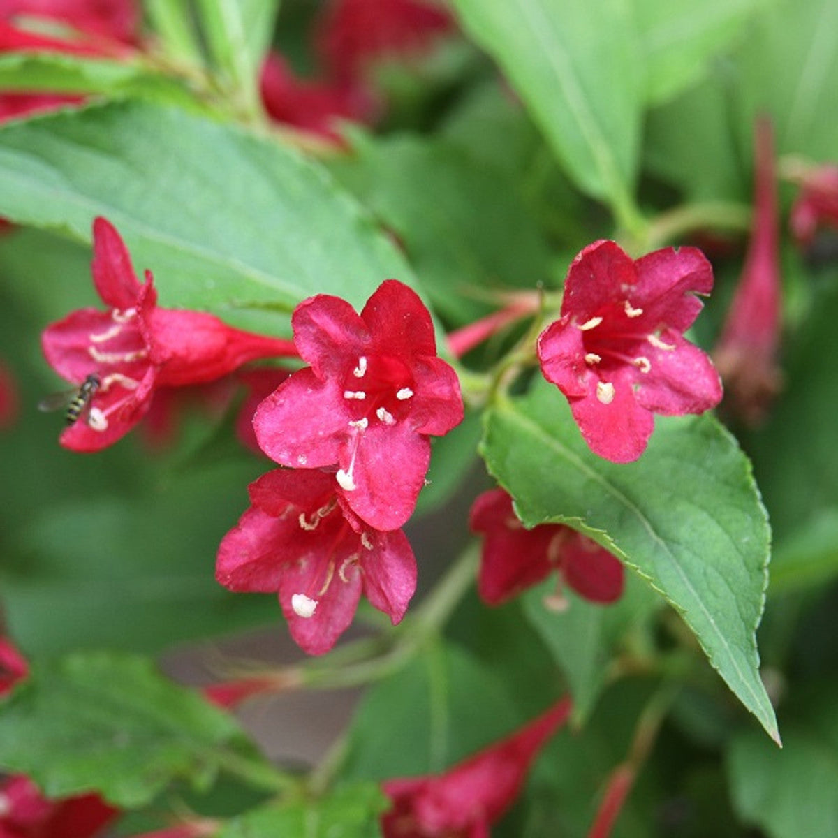 Weigela Flower seeds for Planting Drought Tolerant Heirloom & GMO Free Seeds for Home Garden
 
 Sale seeds for home garden planting