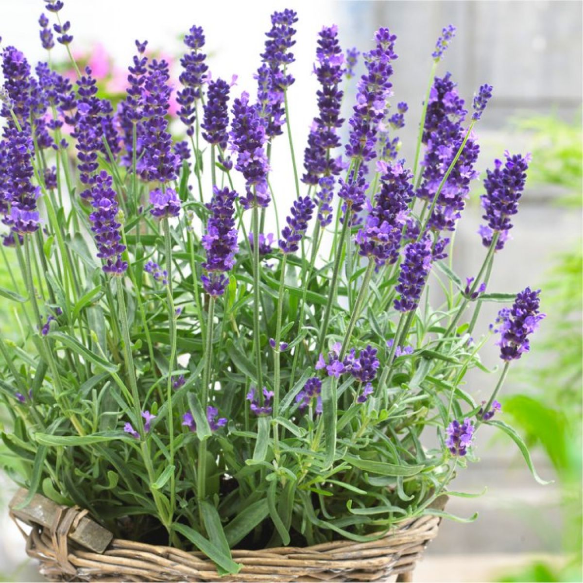 Lavender Angustifolia Flower seeds for Planting - Compact Growth, Heirloom & GMO Free Seeds for Home Garden
 
 Sale for planting in home garden