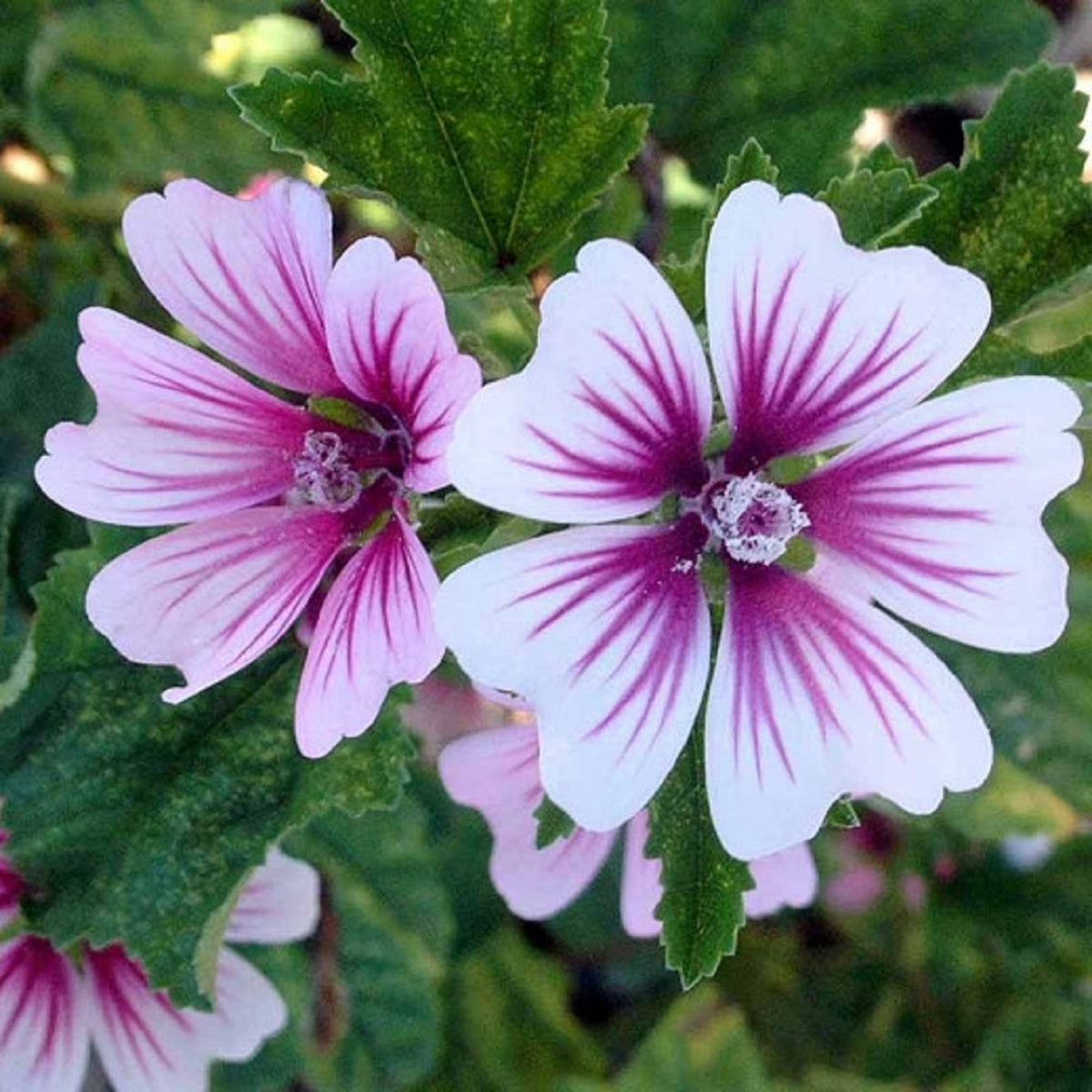 Purple White Zebra Mallow Flower seeds for Planting Premium Quality Heirloom & GMO Free Seeds for Home Garden 
 
 Sale seeds for home garden planting
