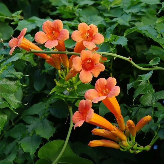 Orange Tecoma Flower seeds for Planting Bright Blooms Heirloom & GMO Free Seeds for Home Garden 
 
 Sale seeds for home garden planting