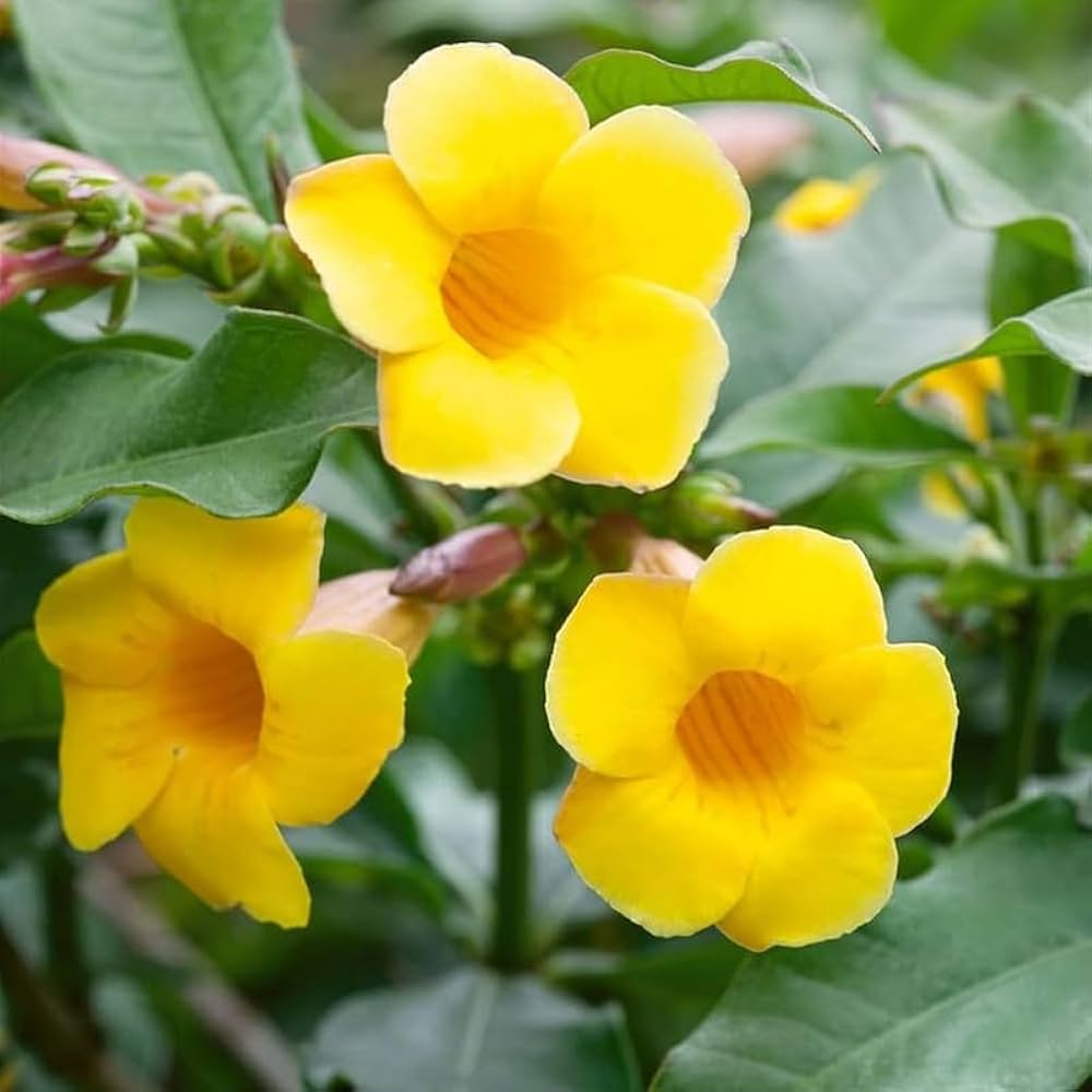 Beautiful Allamanda Flower seeds for Planting Garden Favorite Heirloom & GMO Free Seeds for Home Garden 
 
 Sale seeds for home garden planting
