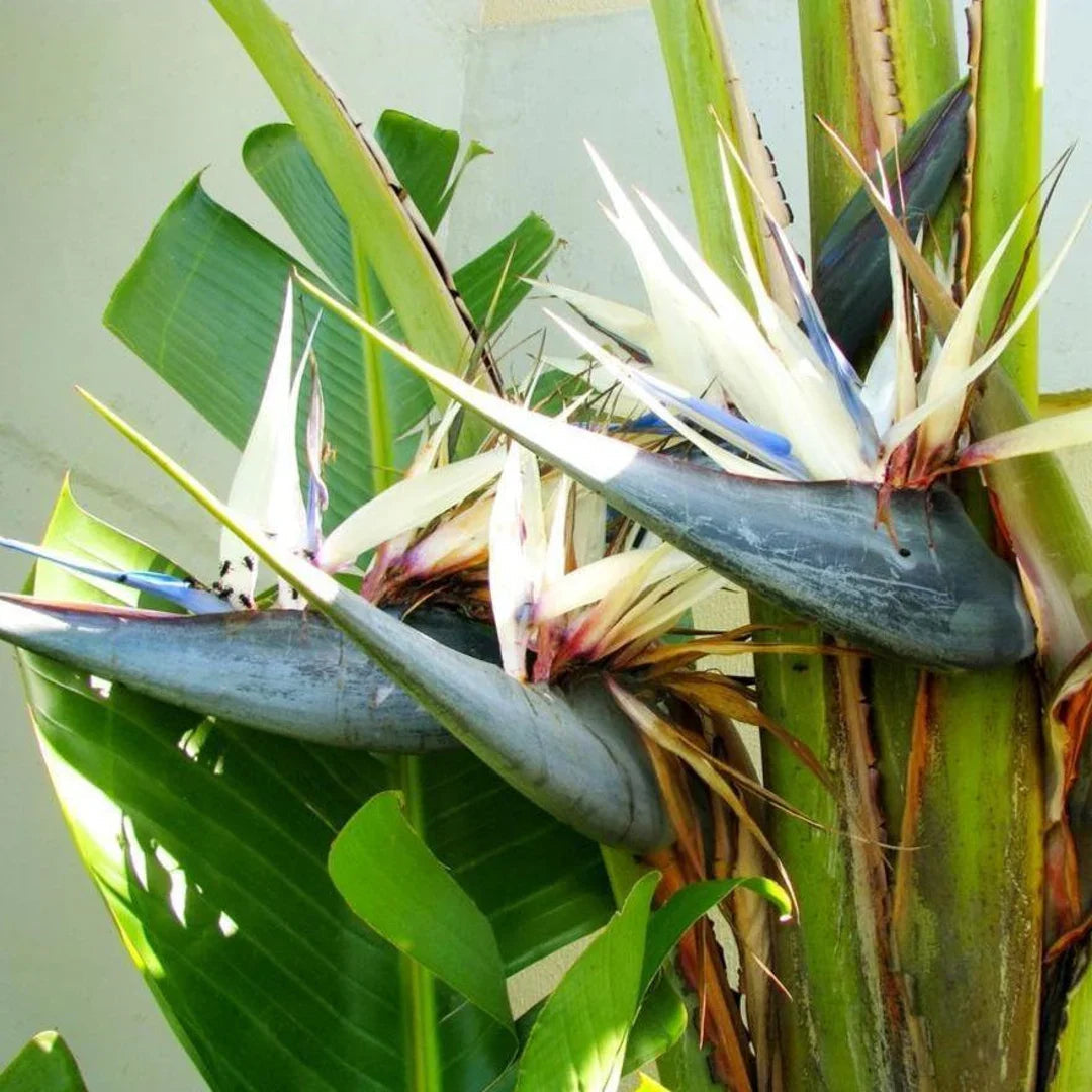 White Strelitzia Flower seeds for Planting Garden Favorite Heirloom & GMO Free Seeds for Home Garden 
 
 Sale seeds for home garden planting