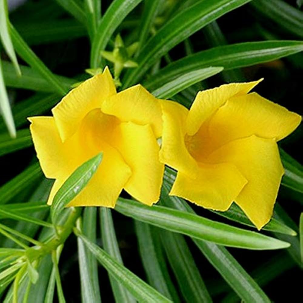 Thevetia Neriifolia Flower seeds for Planting - Fragrant Blossoms, Heirloom & GMO Free Seeds for Home Garden
 
 Sale seeds for home garden