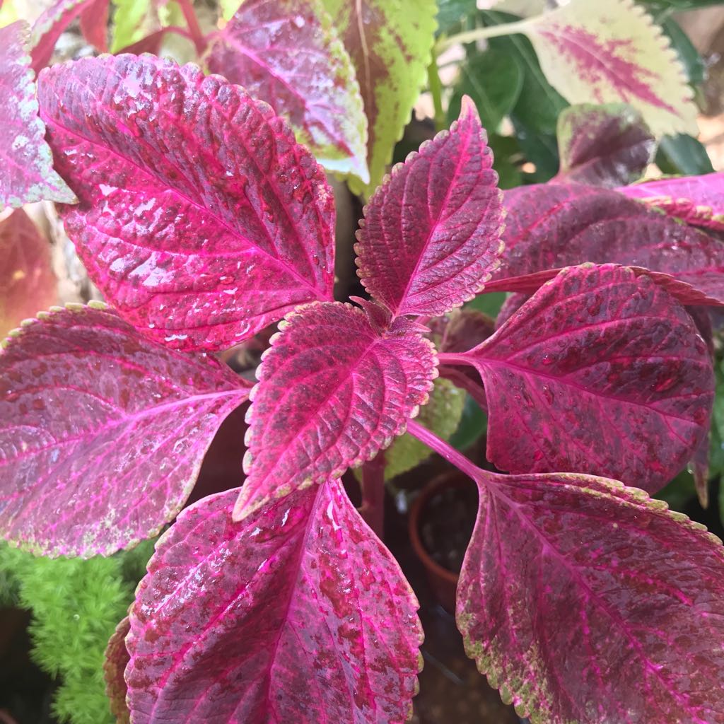 Pink Coleus Flower seeds for Planting Sun Loving Heirloom & GMO Free Seeds for Home Garden 
 
 Sale seeds for home garden planting