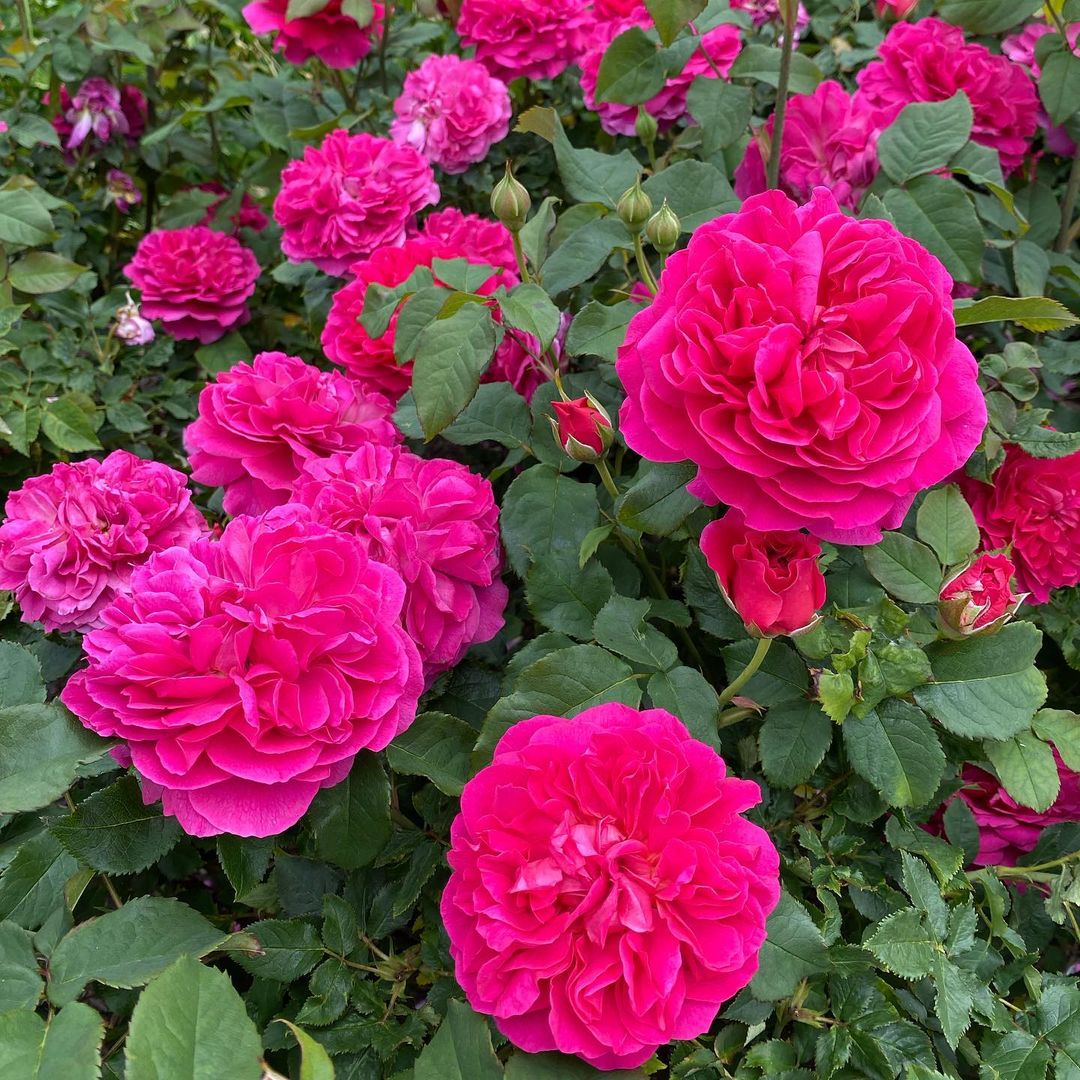 Dark Pink Rose Flower seeds for Planting Hardy Variety Heirloom & GMO Free Seeds for Home Garden 
 
 Sale seeds for home garden planting