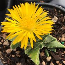 Yellow Faucaria Tigrina Flower seeds for Planting - Long Bloom Season, Heirloom & GMO Free Seeds for Home Garden
 
 Sale seeds for planting in home garden