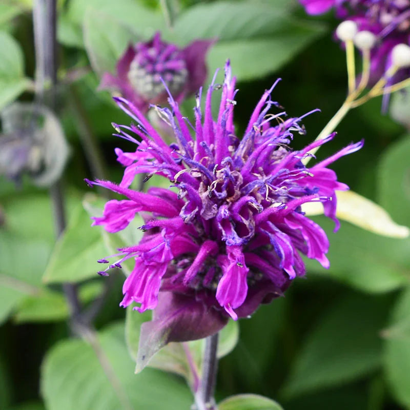 Violet Monarda Flower seeds for Planting Cottage Garden Essential Heirloom & GMO Free Seeds for Home Garden 
 
 Sale seeds for home garden planting
