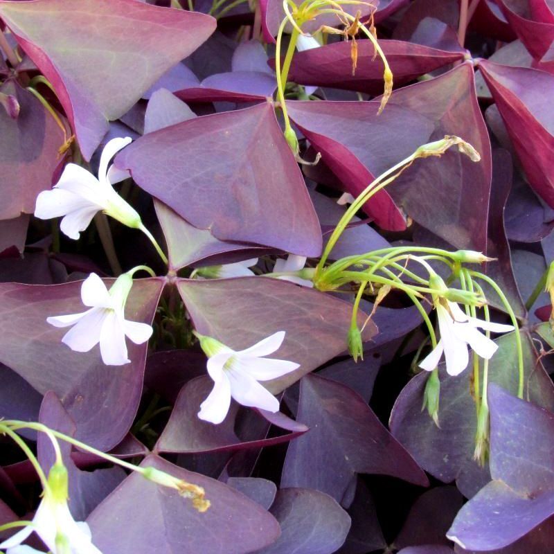 Red Woodsorrel Flower seeds for Planting Cottage Garden Essential Heirloom & GMO Free Seeds for Home Garden 
 
 Sale seeds for home garden planting