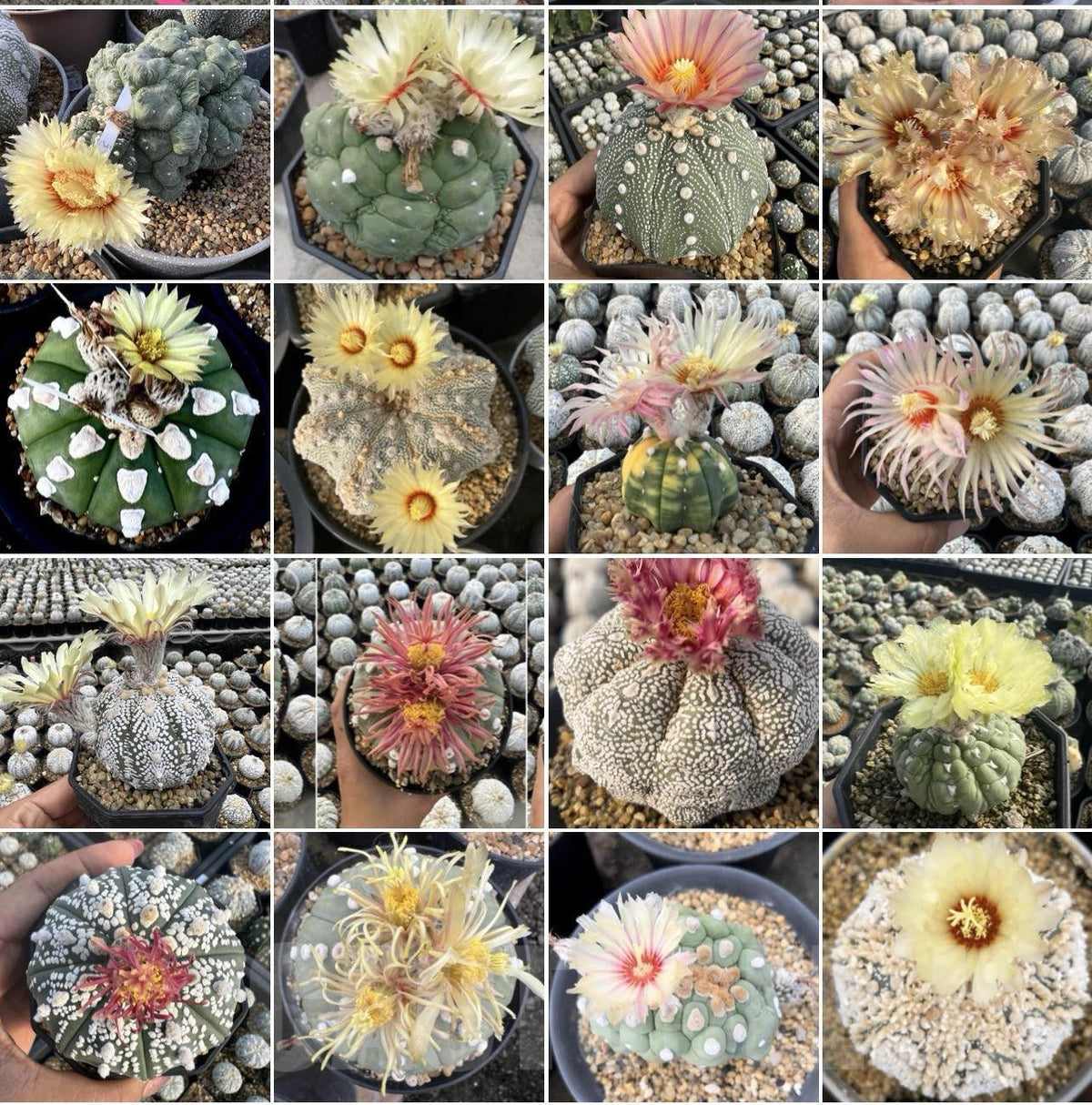 Mixed Astrophytum Flower seeds for Planting - Drought Tolerant, Heirloom & GMO Free Seeds for Home Garden
 
 Sale seeds for planting in home garden