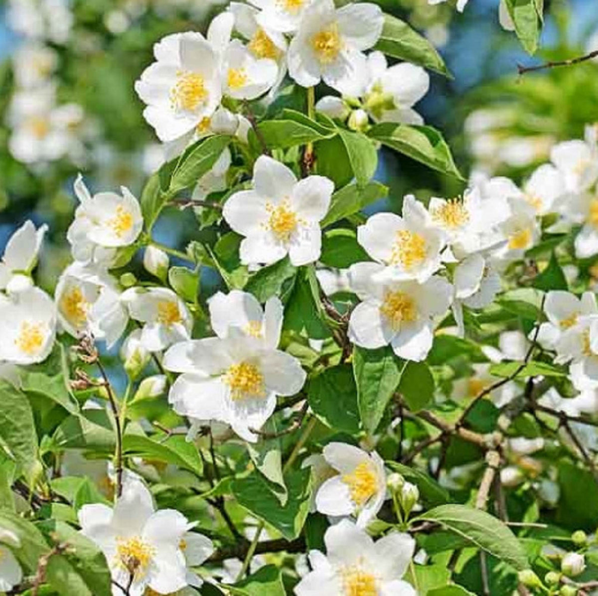 White Philadelphus Coronarius Flower seeds for Planting Easy to Grow Heirloom & GMO Free Seeds for Home Garden 
 
 Sale seeds for home garden planting