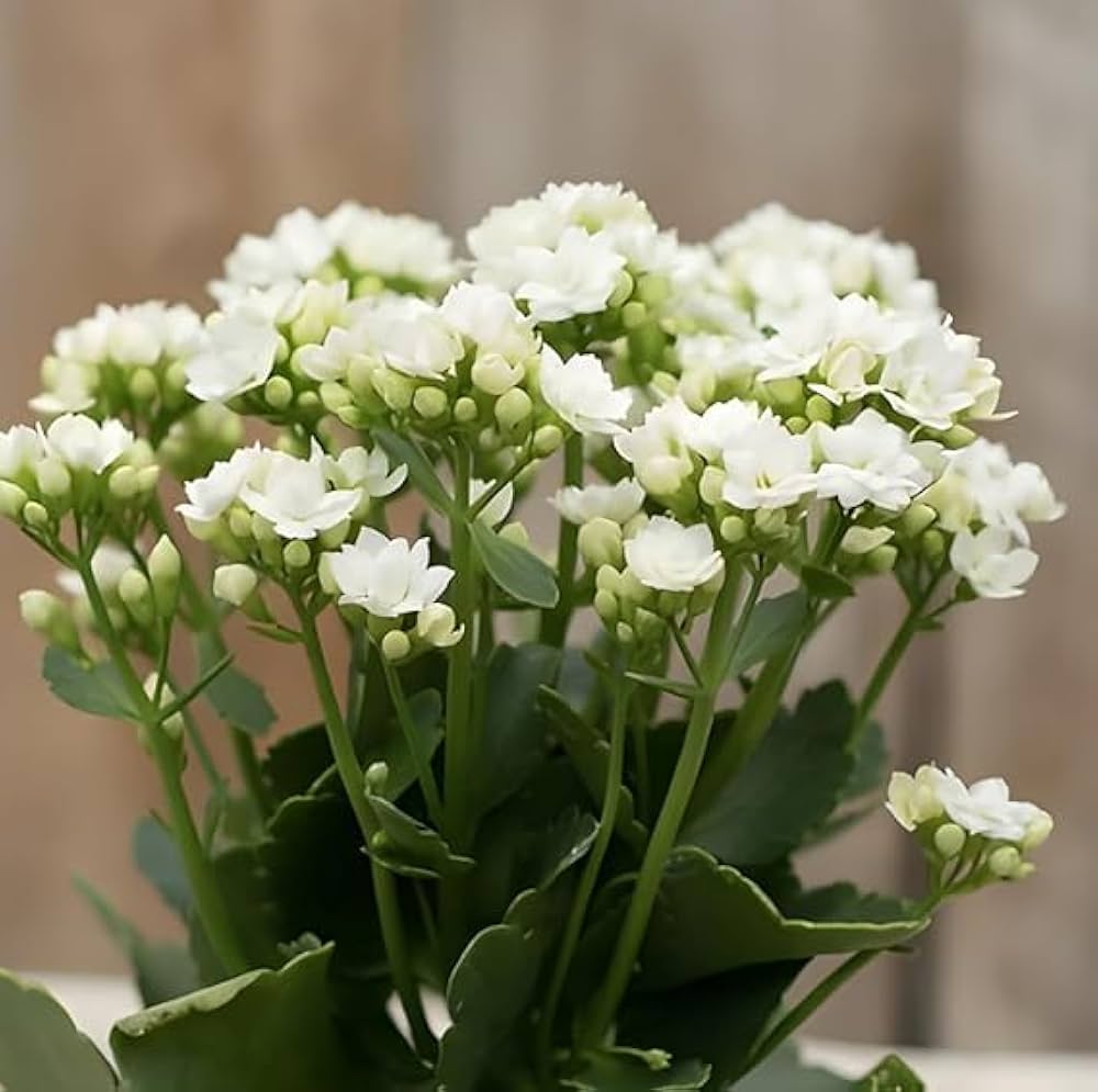 White Kalanchoe Flower seeds for Planting - Garden Favorite, Heirloom & GMO Free Seeds for Home Garden
 
 Sale for planting in home garden