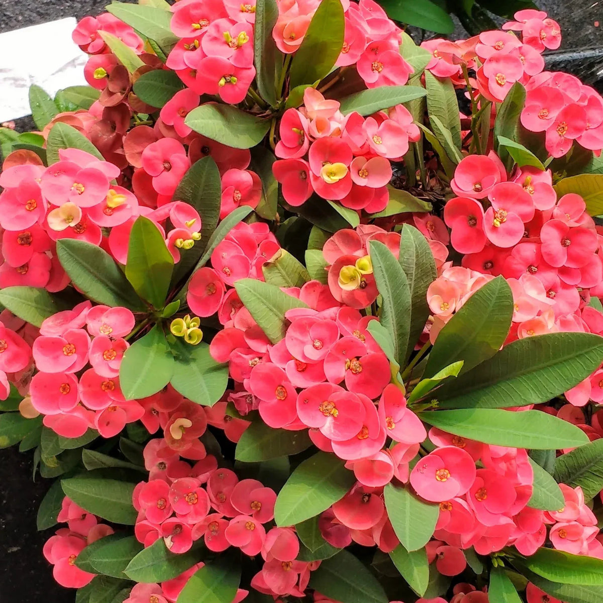 Euphorbia Flower seeds for Planting - Perfect for Borders, Heirloom & GMO Free Seeds for Home Garden
 
 Sale for planting in home garden