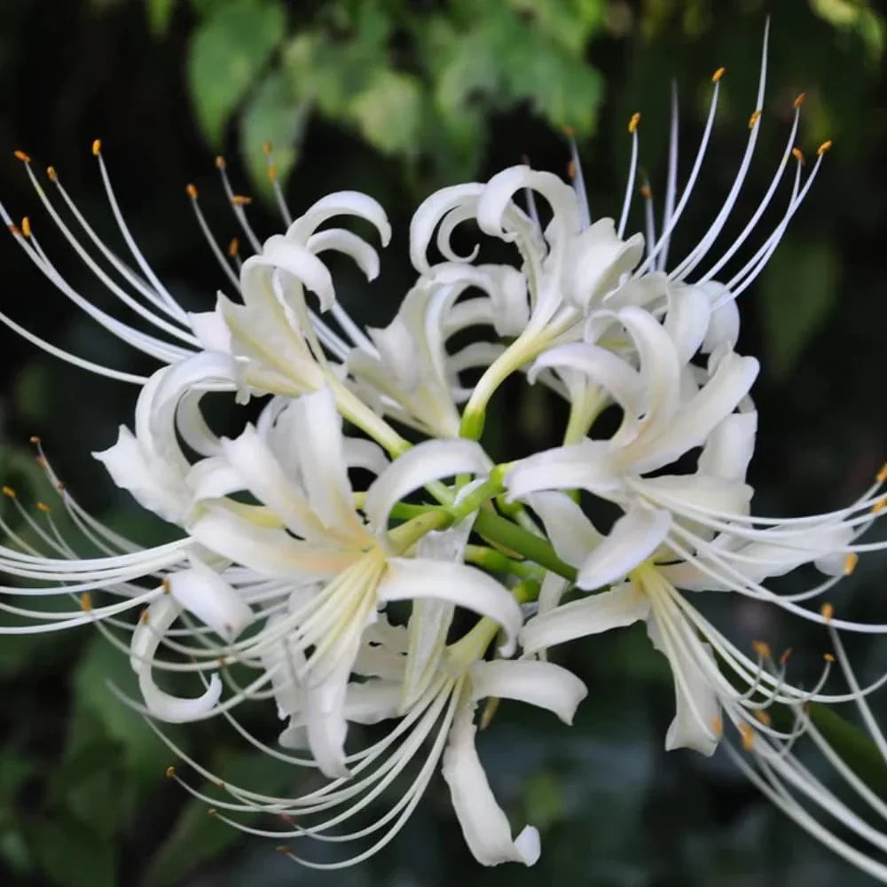 White Lycoris Radiata Flower seeds for Planting Colorful Display Heirloom & GMO Free Seeds for Home Garden
 
 Sale seeds for home garden planting