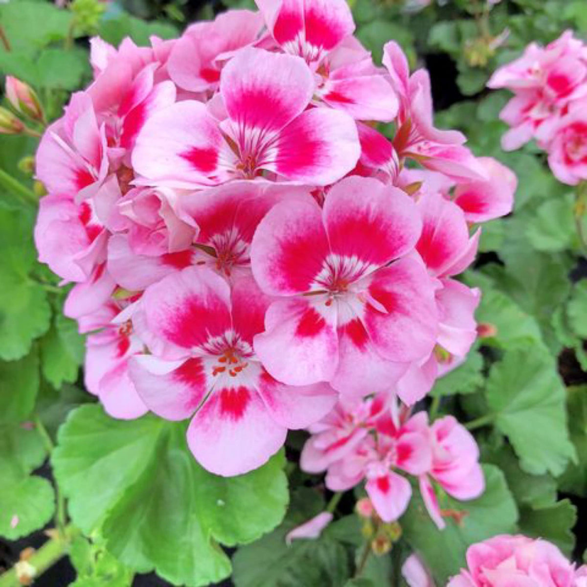 Geranium Flower seeds for Planting Bright Blooms Heirloom & GMO Free Seeds for Home Garden 
 
 Sale seeds for home garden planting