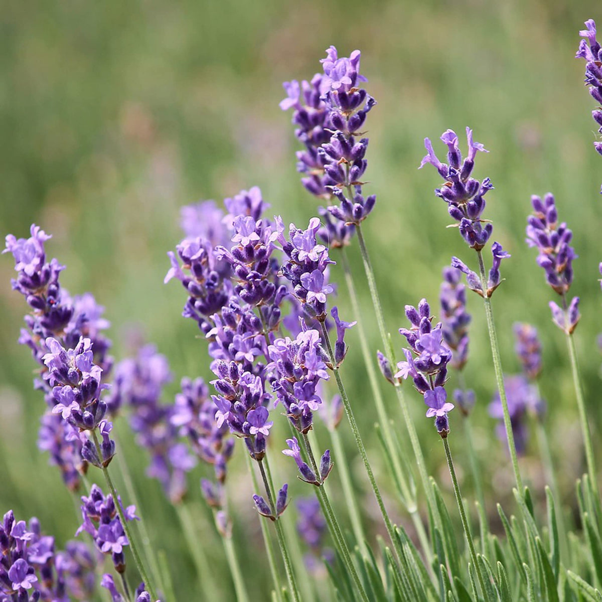Lavender Fragrant Flower seeds for Planting Long Bloom Season Heirloom & GMO Free Seeds for Home Garden 
 
 Sale seeds for home garden planting