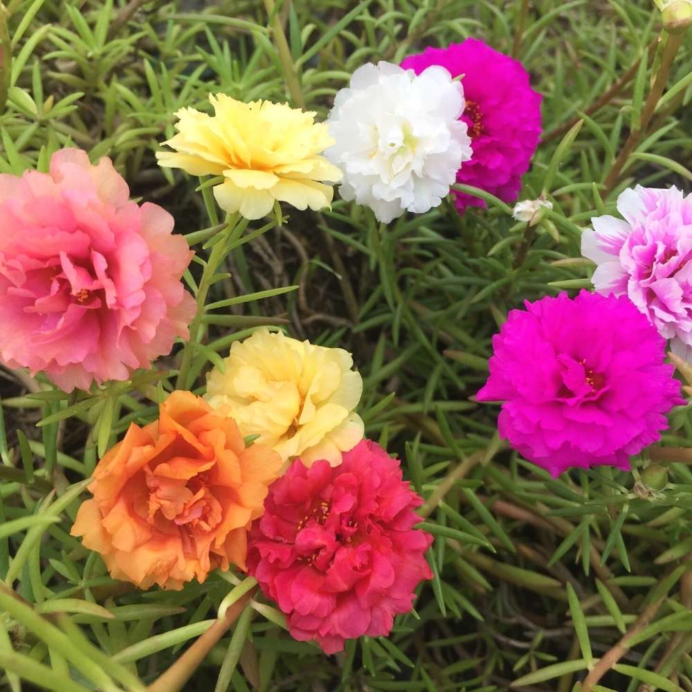 Portulaca Flower seeds for Planting Bright Blooms Heirloom & GMO Free Seeds for Home Garden 
 
 Sale seeds for home garden planting