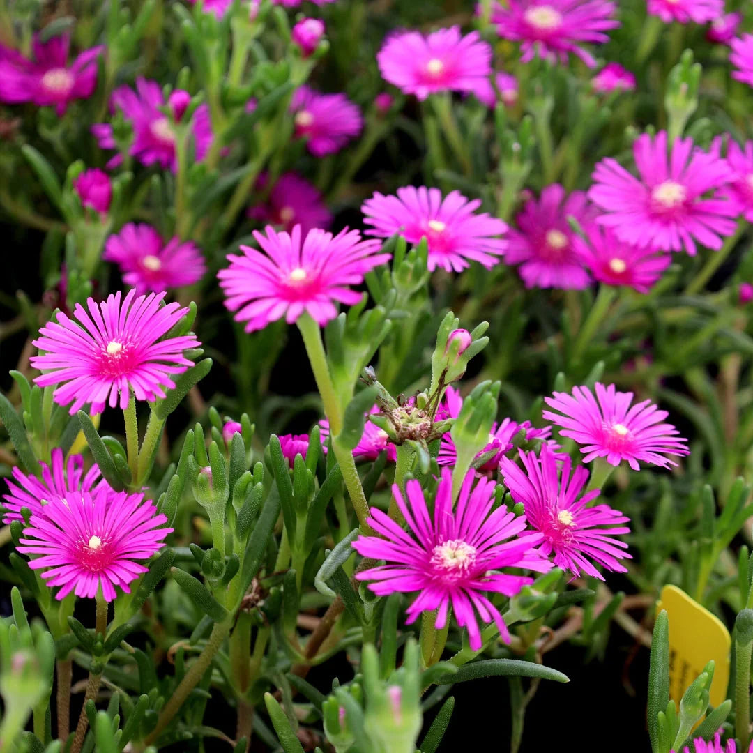 Pink Table Mountain Flower seeds for Planting Low Maintenance Heirloom & GMO Free Seeds for Home Garden 
 
 Sale seeds for home garden planting
