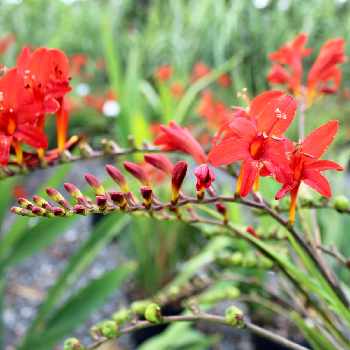 Crocosmia Montbretia Flower seeds for Planting Vibrant Colors Heirloom & GMO Free Seeds for Home Garden 
 
 Sale seeds for home garden planting