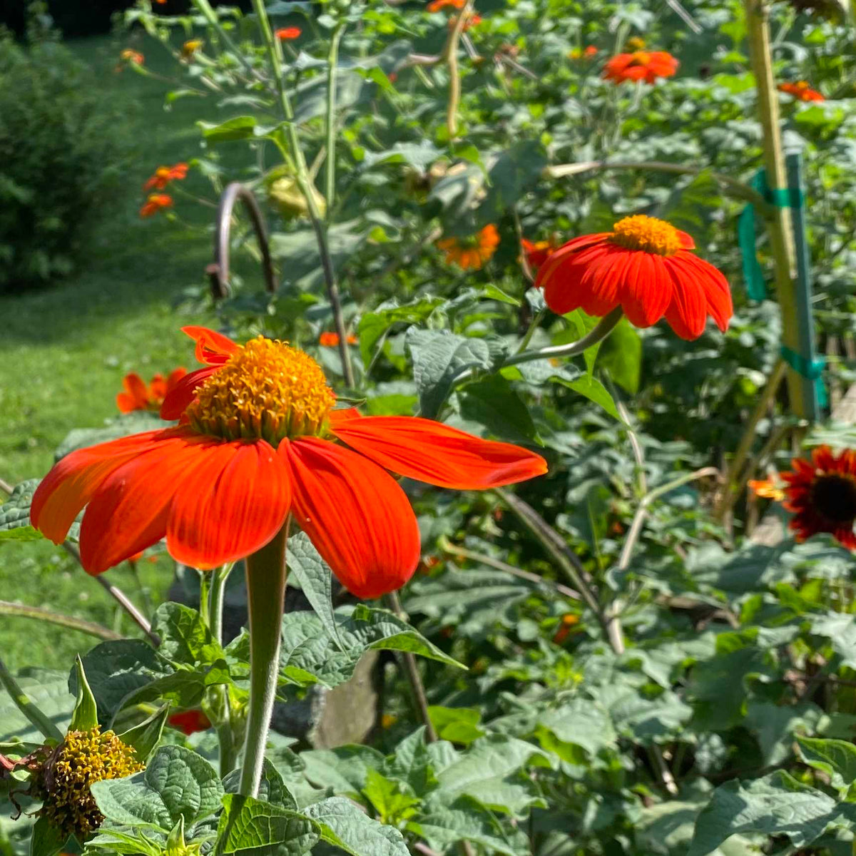 Mexican SunFlower seeds for Planting Shade Tolerant Heirloom & GMO Free Seeds for Home Garden 
 
 Sale for planting in home garden