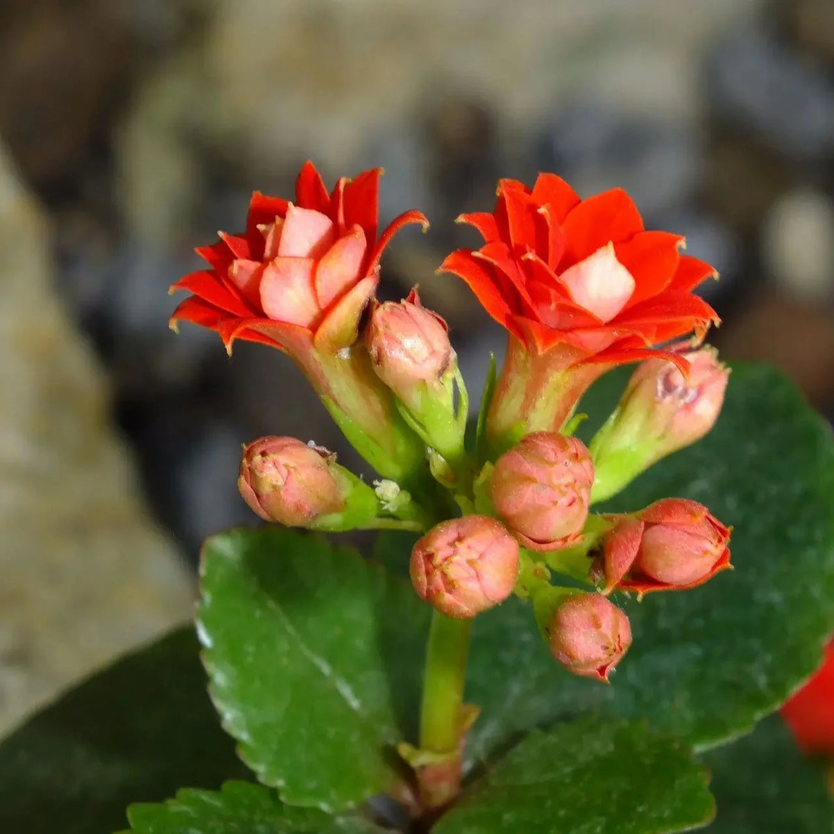 Kalanchoe Blossfeldiana Flower seeds for Planting - Long Bloom Season, Heirloom & GMO Free Seeds for Home Garden
 
 Sale for planting in home garden
