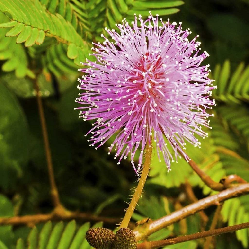 Pink Mimosa Pudica Flower seeds for Planting Easy to Grow Heirloom & GMO Free Seeds for Home Garden 
 
 Sale seeds for home garden planting