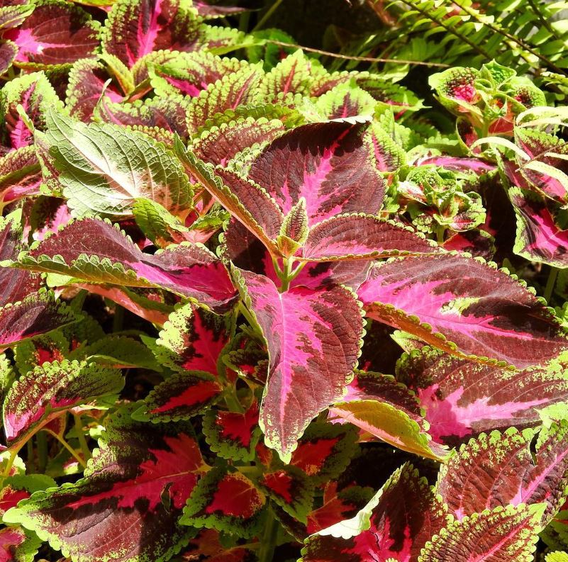 Coleus Seeds Flower seeds for Planting Sun Loving Heirloom & GMO Free Seeds for Home Garden 
 
 Sale seeds for home garden planting