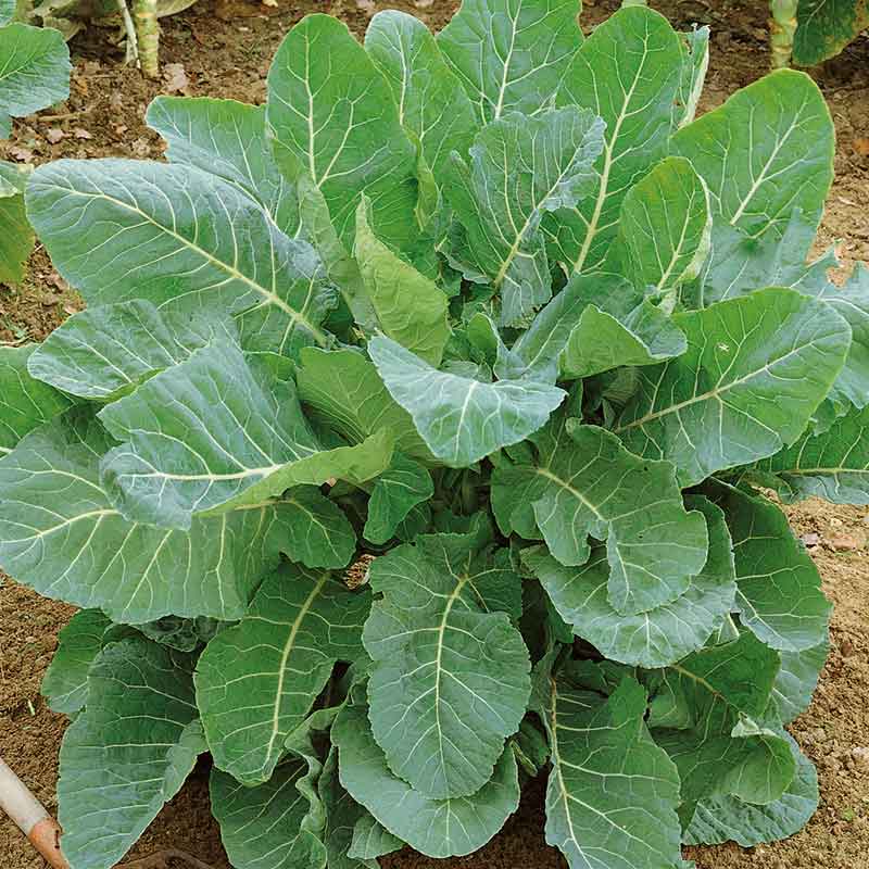Green Collard Flower seeds for Planting - Bright Blooms, Heirloom & GMO Free Seeds for Home Garden
 
 Sale seeds for home garden