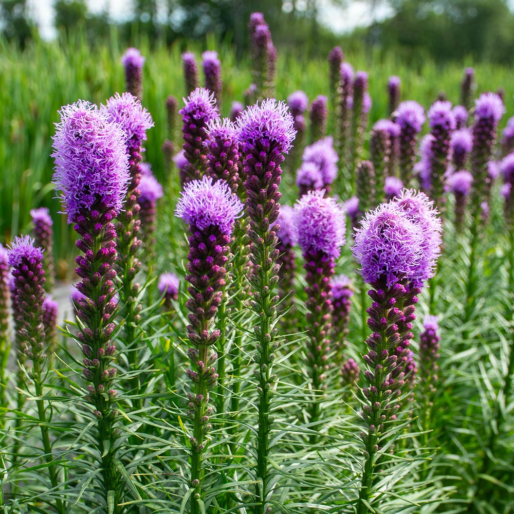 Purple Liatris Flower seeds for Planting Bright Blooms Heirloom & GMO Free Seeds for Home Garden 
 
 Sale seeds for home garden planting
