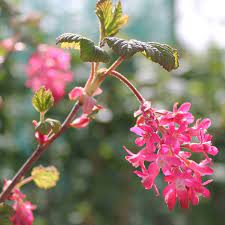 Pink Ribes Sanguineum Flower seeds for Planting - Perfect for Borders, Heirloom & GMO Free Seeds for Home Garden
 
 Sale seeds for planting in home garden