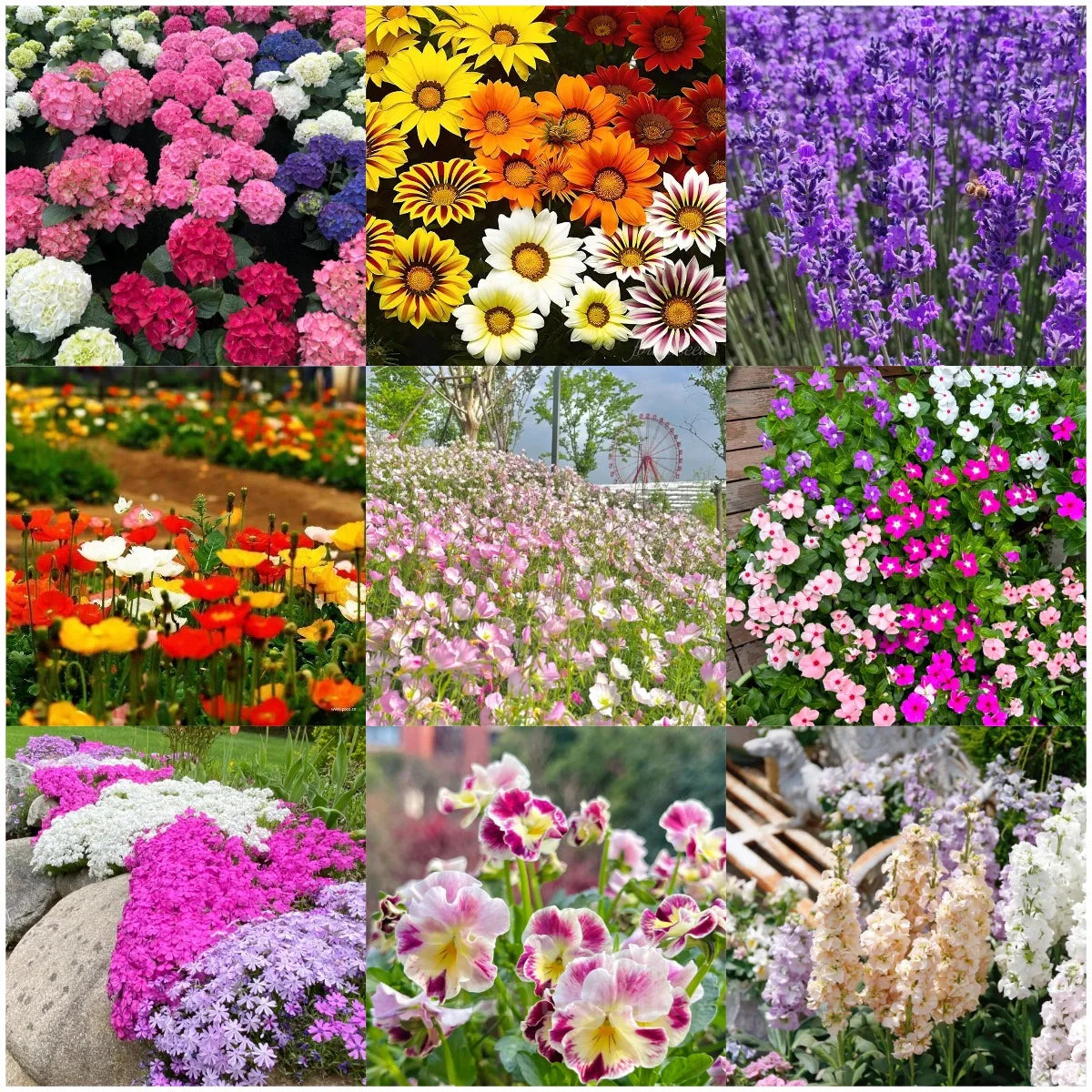 Mixed Four Seasons Flower seeds for Planting Pollinator Friendly Heirloom & GMO Free Seeds for Home Garden 
 
 Sale seeds for home garden planting