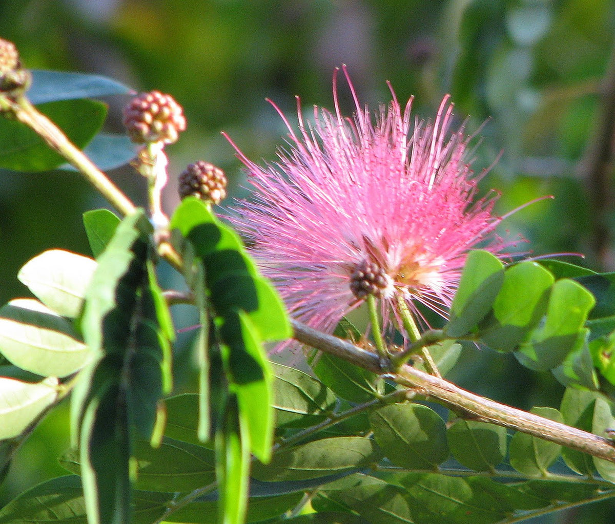 Calliandra Flower seeds for Planting Garden Favorite Heirloom & GMO Free Seeds for Home Garden 
 
 Sale for planting in home garden