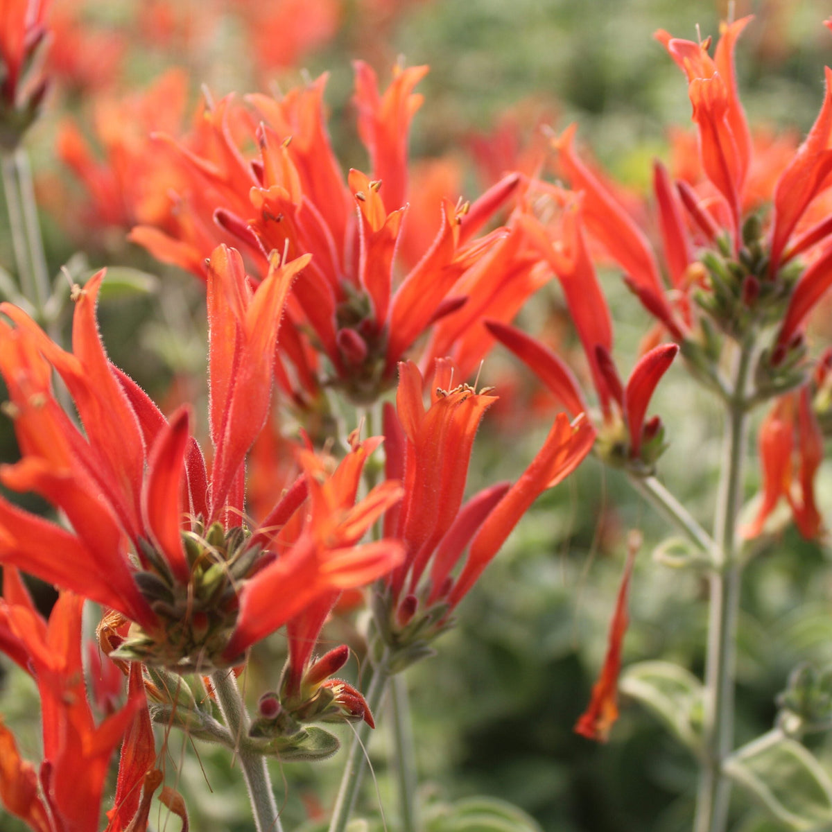 Hummingbird Flower seeds for Planting Seasonal Bloomer Heirloom & GMO Free Seeds for Home Garden 
 
 Sale seeds for home garden planting