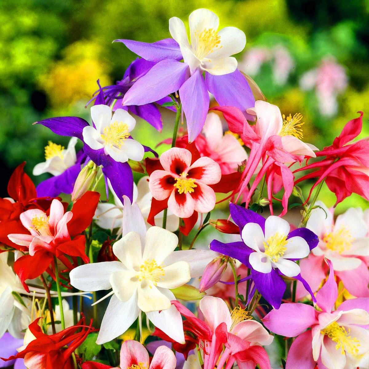 Mixed Aquilegia Flower seeds for Planting Garden Favorite Heirloom & GMO Free Seeds for Home Garden 
 
 Sale seeds for home garden planting